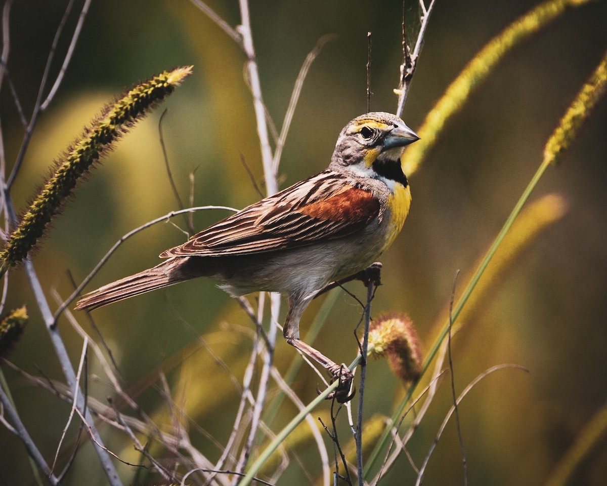 Dickcissel - ML639798707