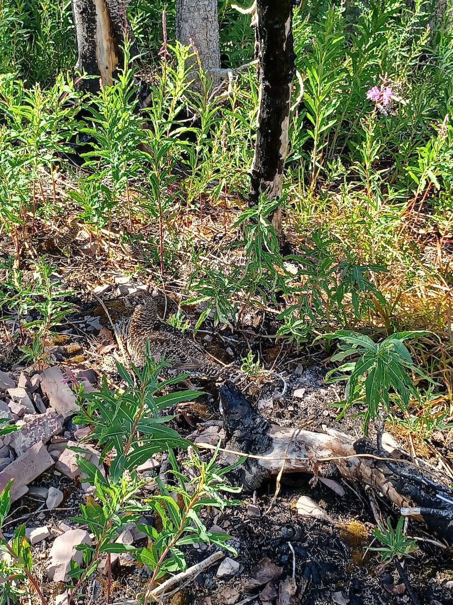 Spruce Grouse - ML639798773