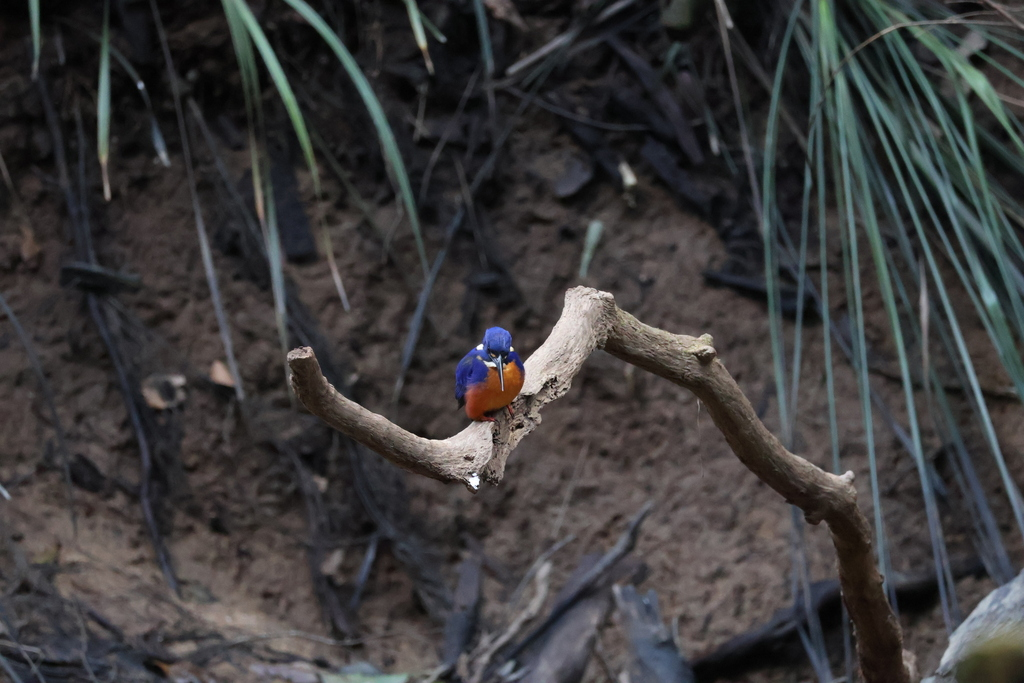 Azure Kingfisher - ML639798782