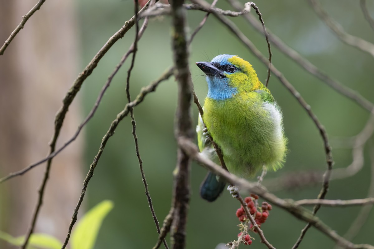 Golden-naped Barbet - ML639798798