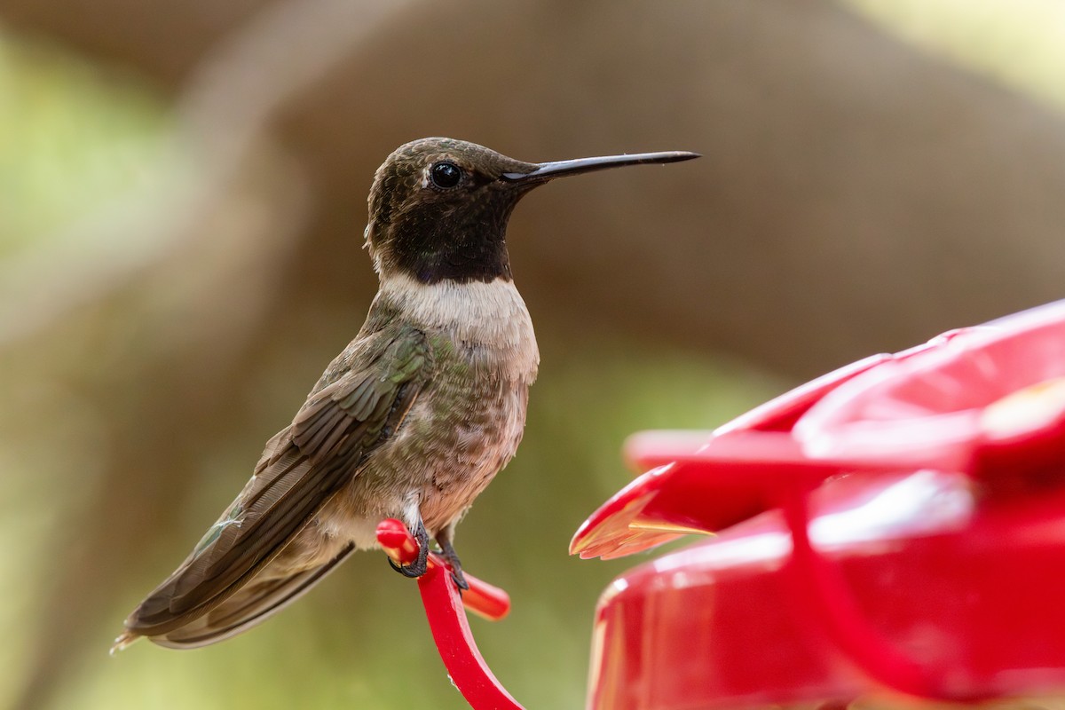 Black-chinned Hummingbird - ML639798801