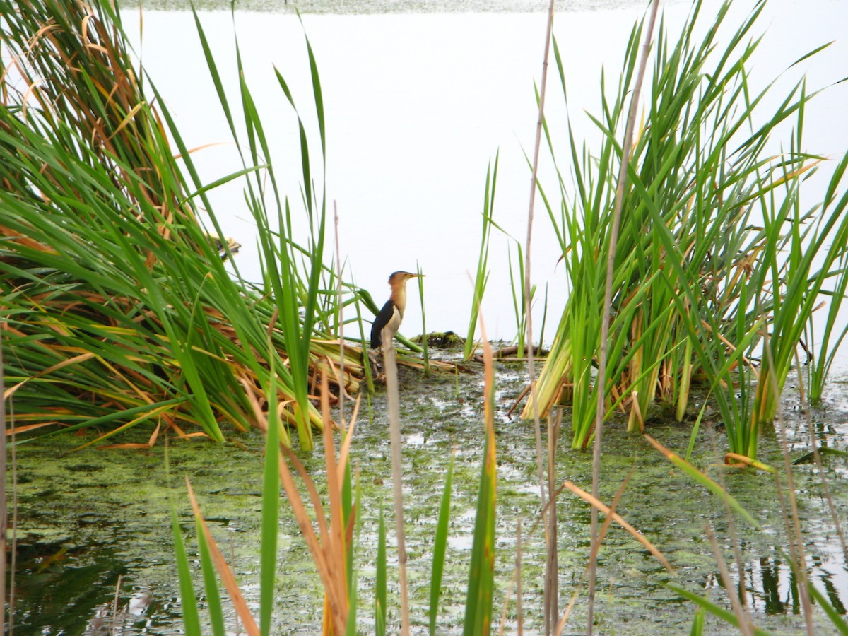 Little Bittern - ML639798815
