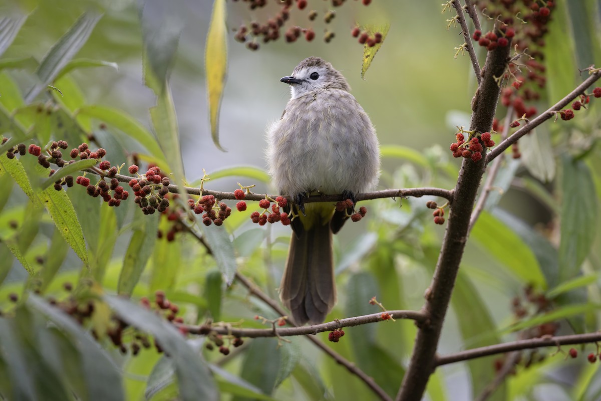 Bulbul à face pâle - ML639798822