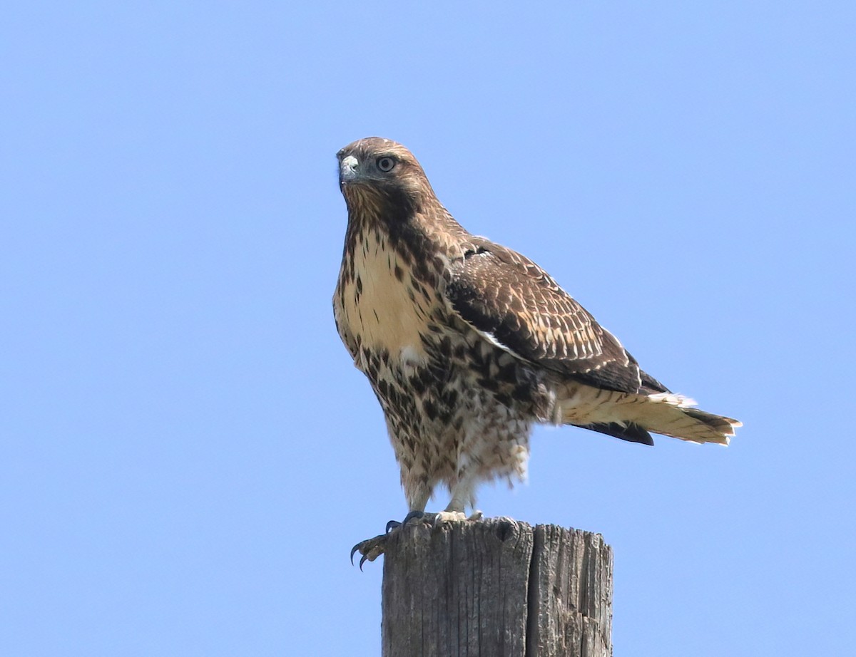Red-tailed Hawk - ML639798850