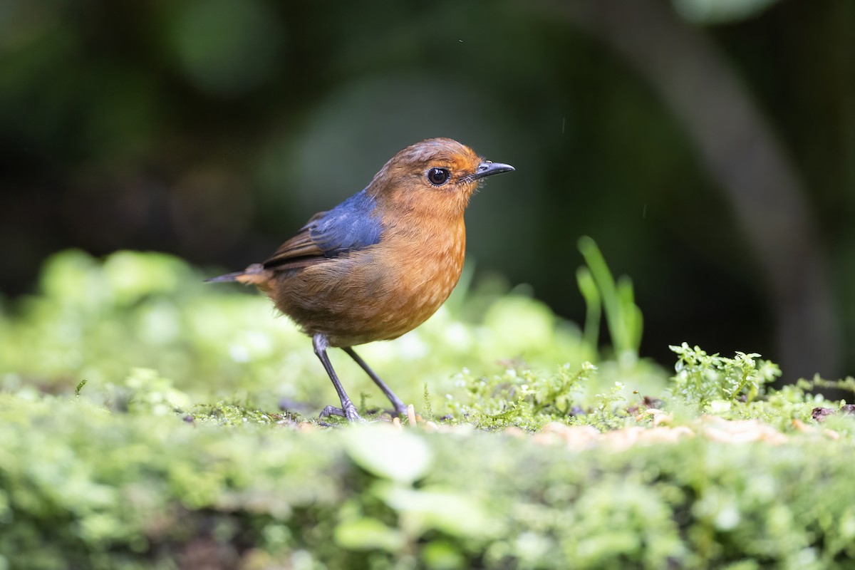 Bornean Shortwing - ML639798907
