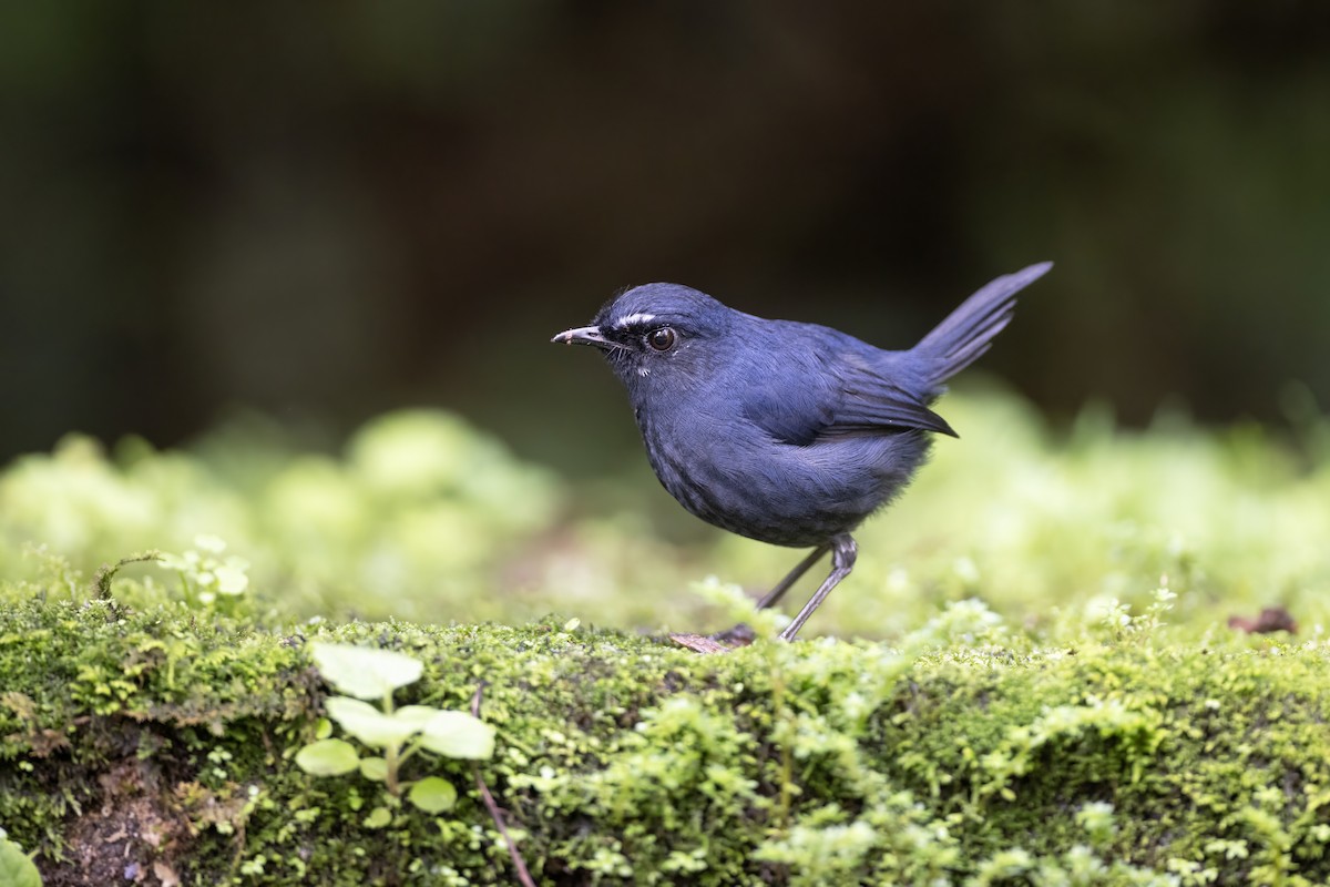 Bornean Shortwing - ML639798908