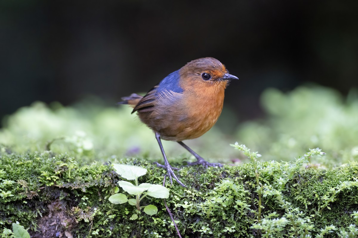 Bornean Shortwing - ML639798912