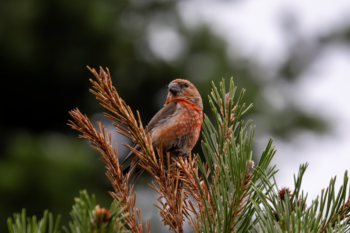 Cassia Crossbill - ML639798918