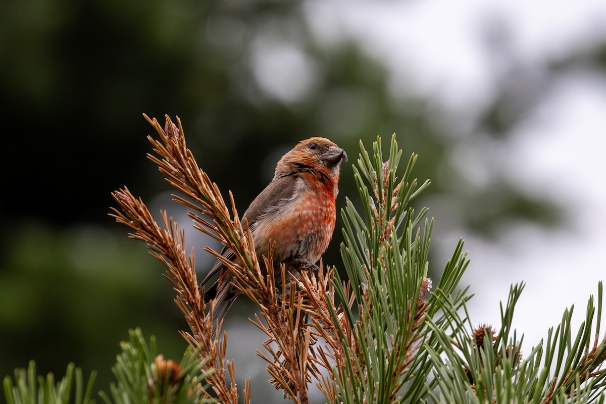 Cassia Crossbill - ML639798919
