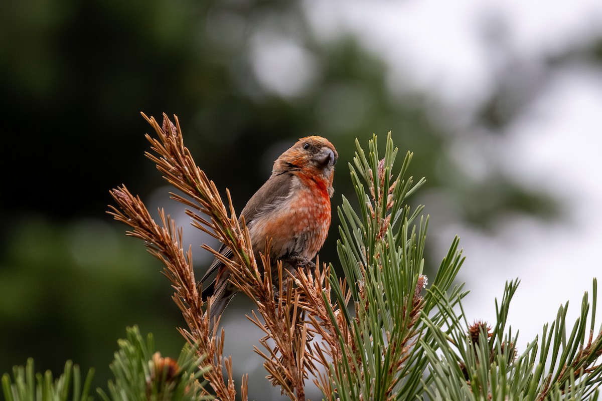 Cassia Crossbill - ML639798920