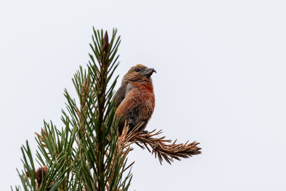 Cassia Crossbill - ML639798924