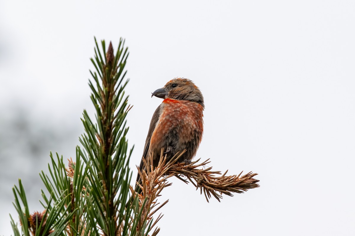 Cassia Crossbill - ML639798925