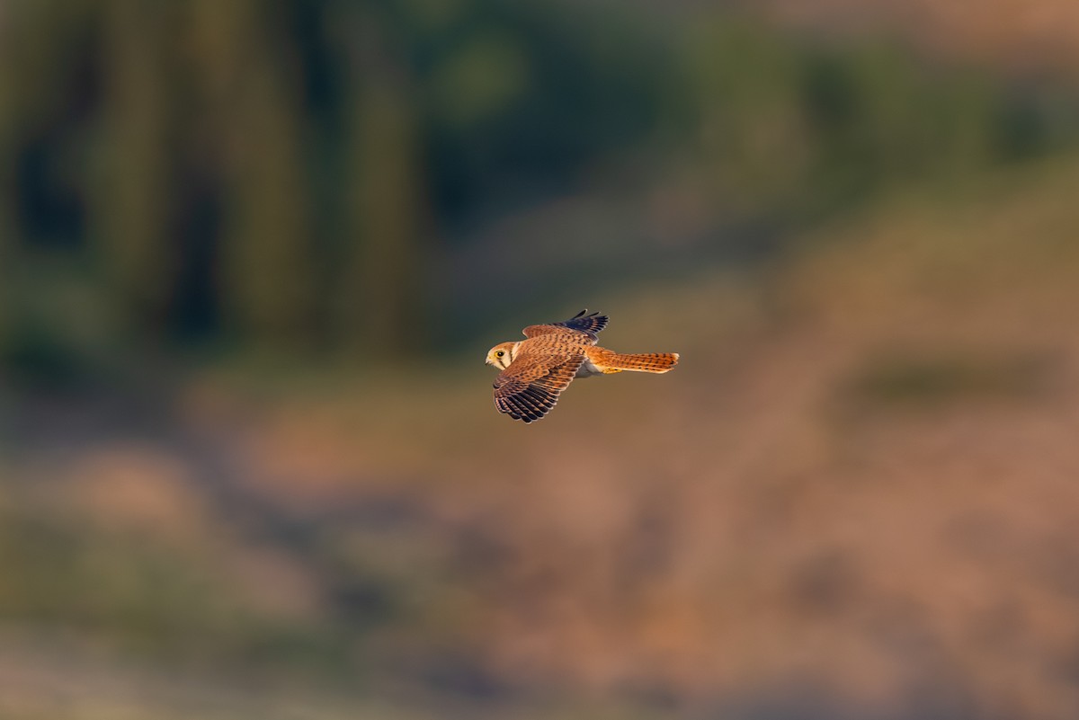 American Kestrel - ML639798946
