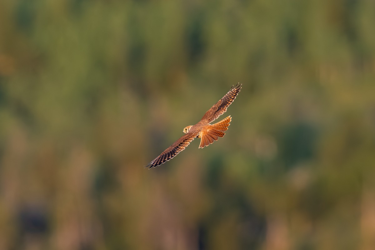 American Kestrel - ML639798947