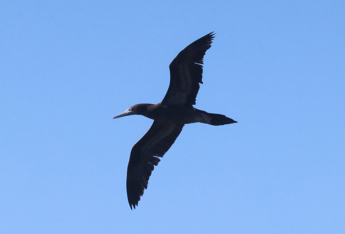 Cocos Booby - ML639798948