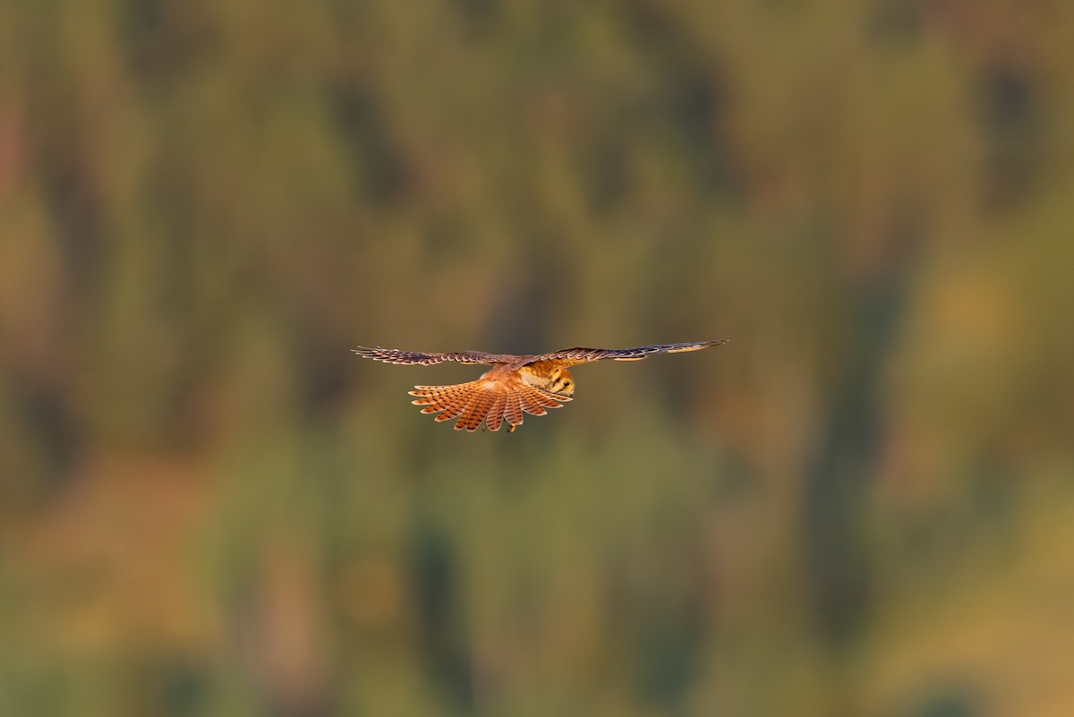 American Kestrel - ML639798949