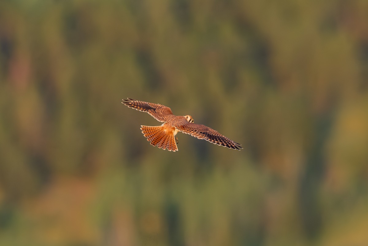 American Kestrel - ML639798952
