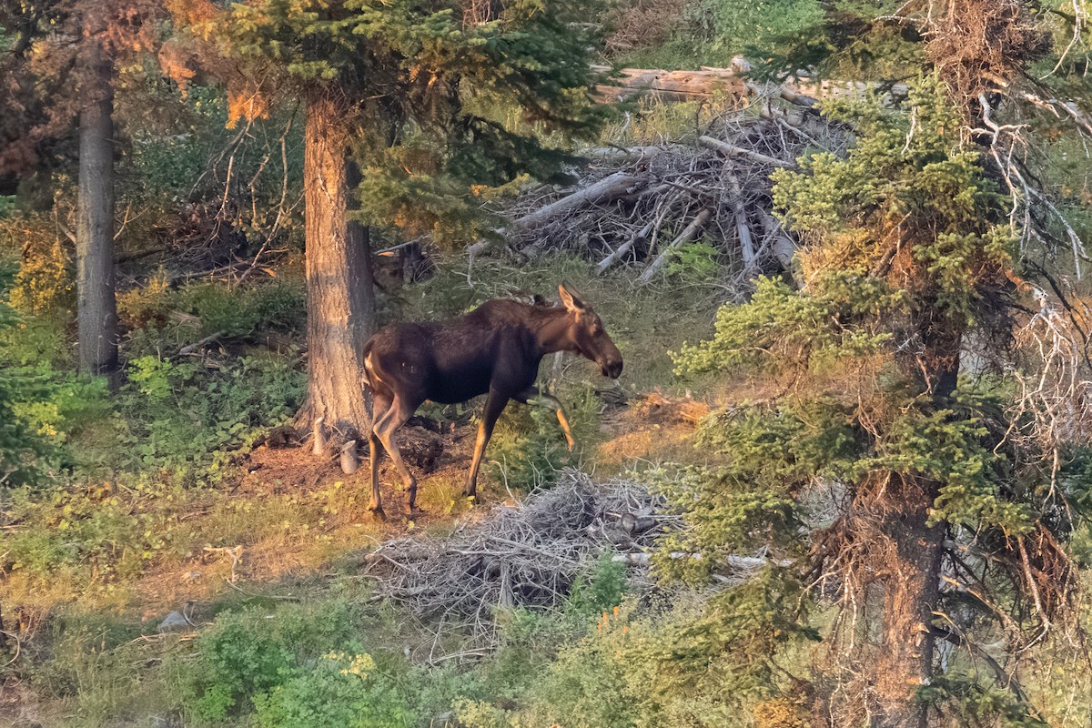 Moose - ML639798991