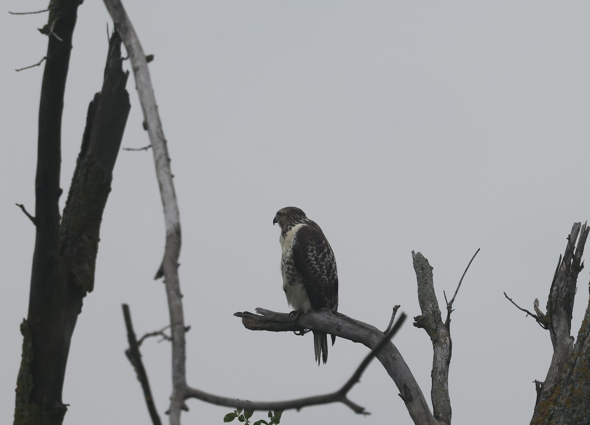 Red-tailed Hawk - ML639799003