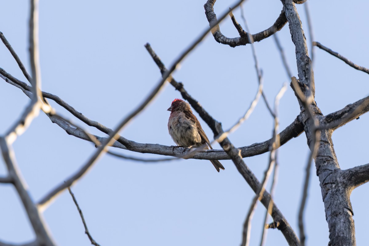 Cassin's Finch - ML639799012
