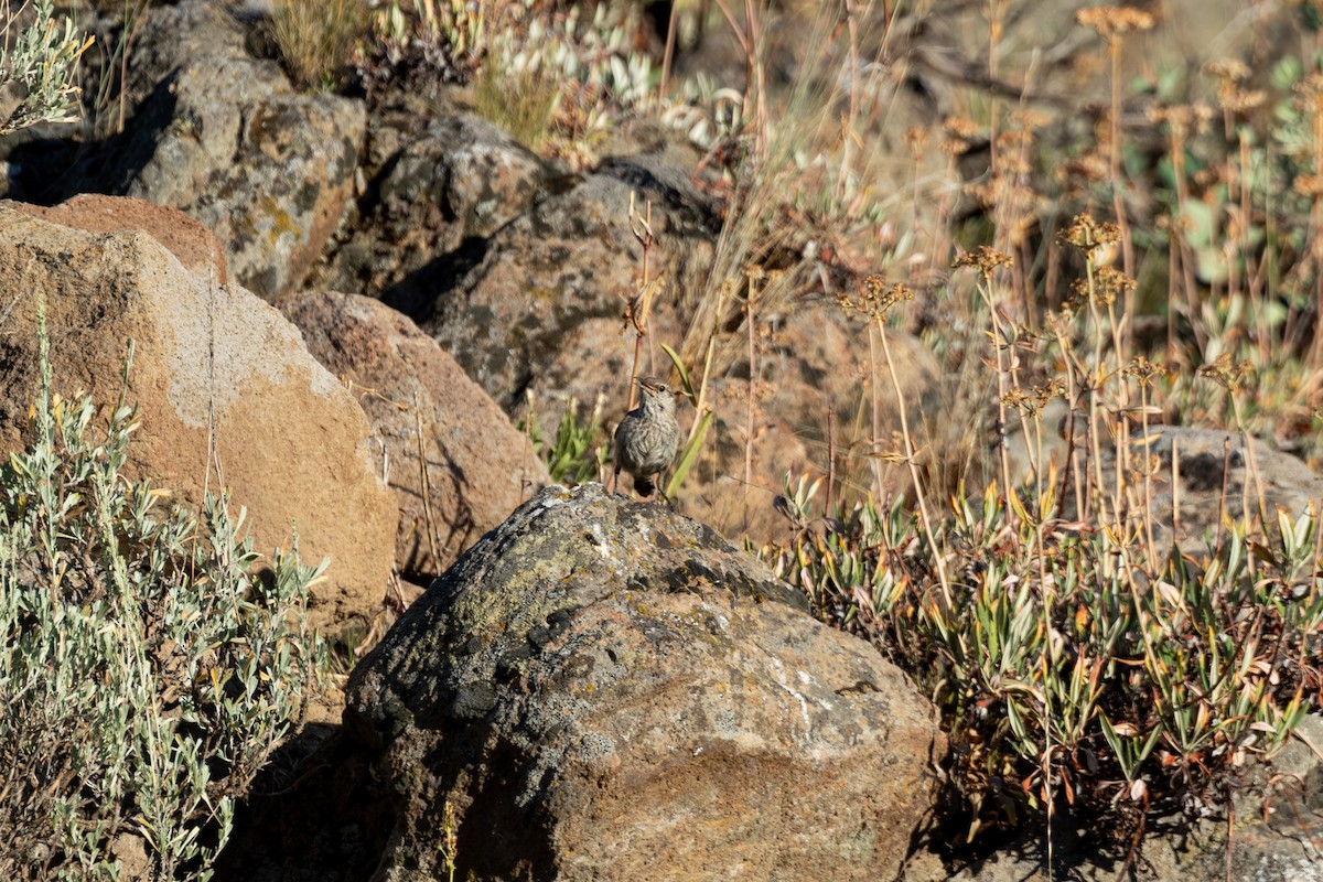 Rock Wren - ML639799017