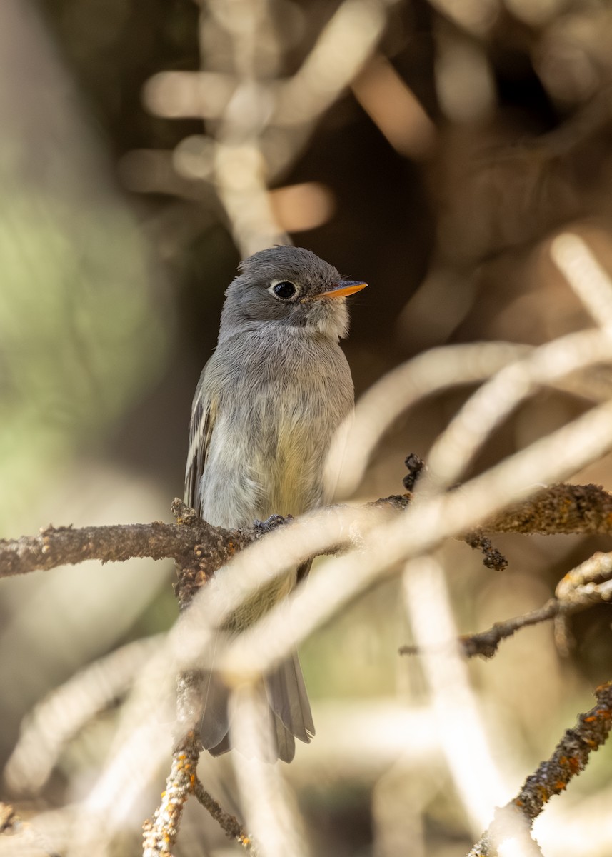 Western Flycatcher - ML639799022