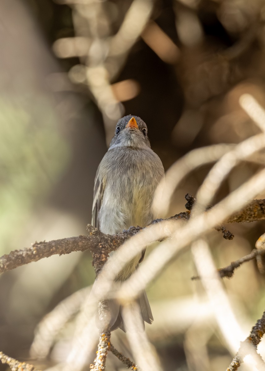 Western Flycatcher - ML639799025
