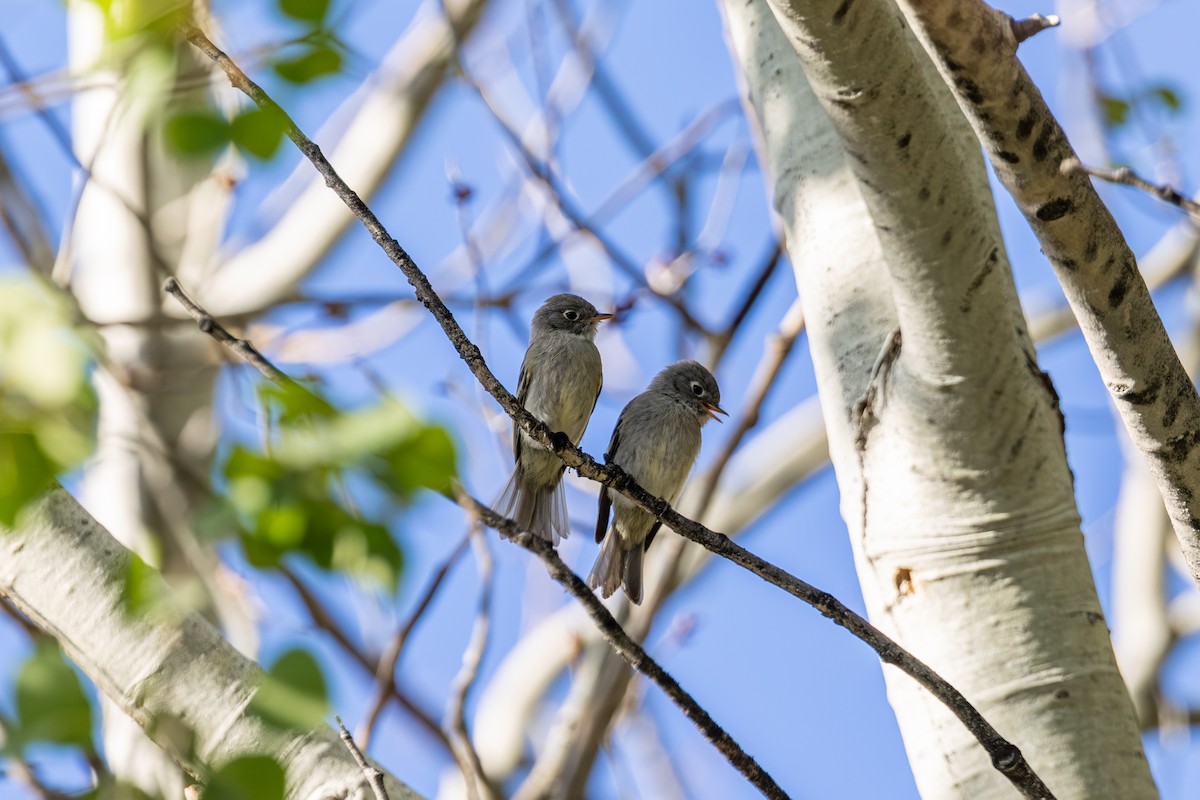 Western Flycatcher - ML639799030