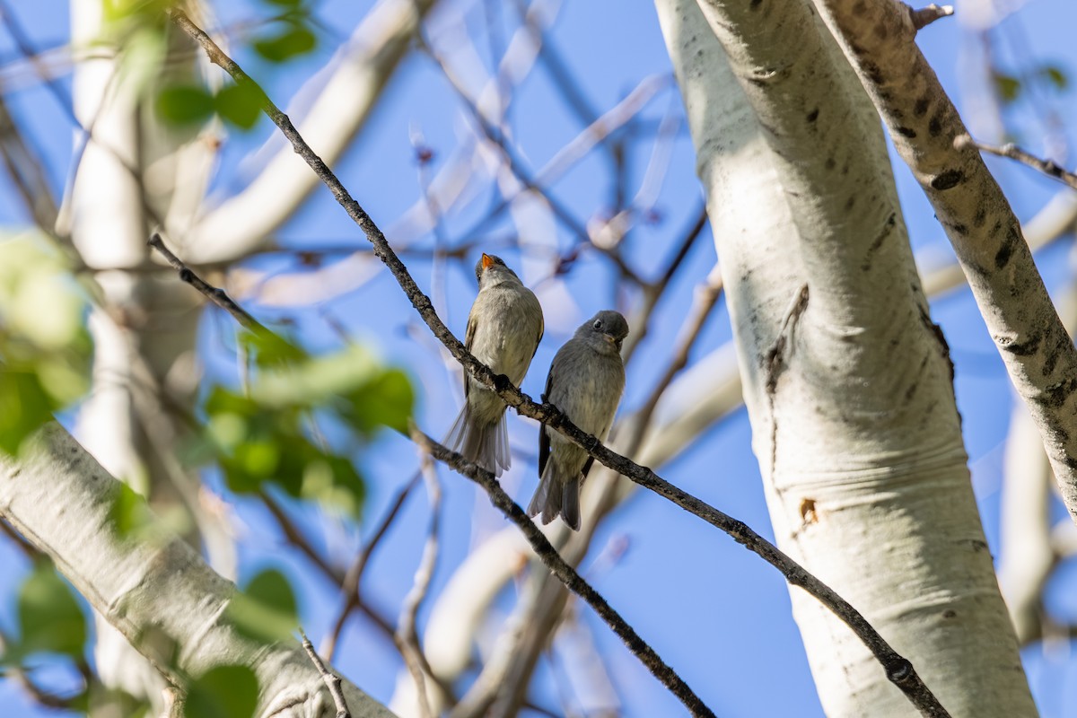 Western Flycatcher - ML639799031
