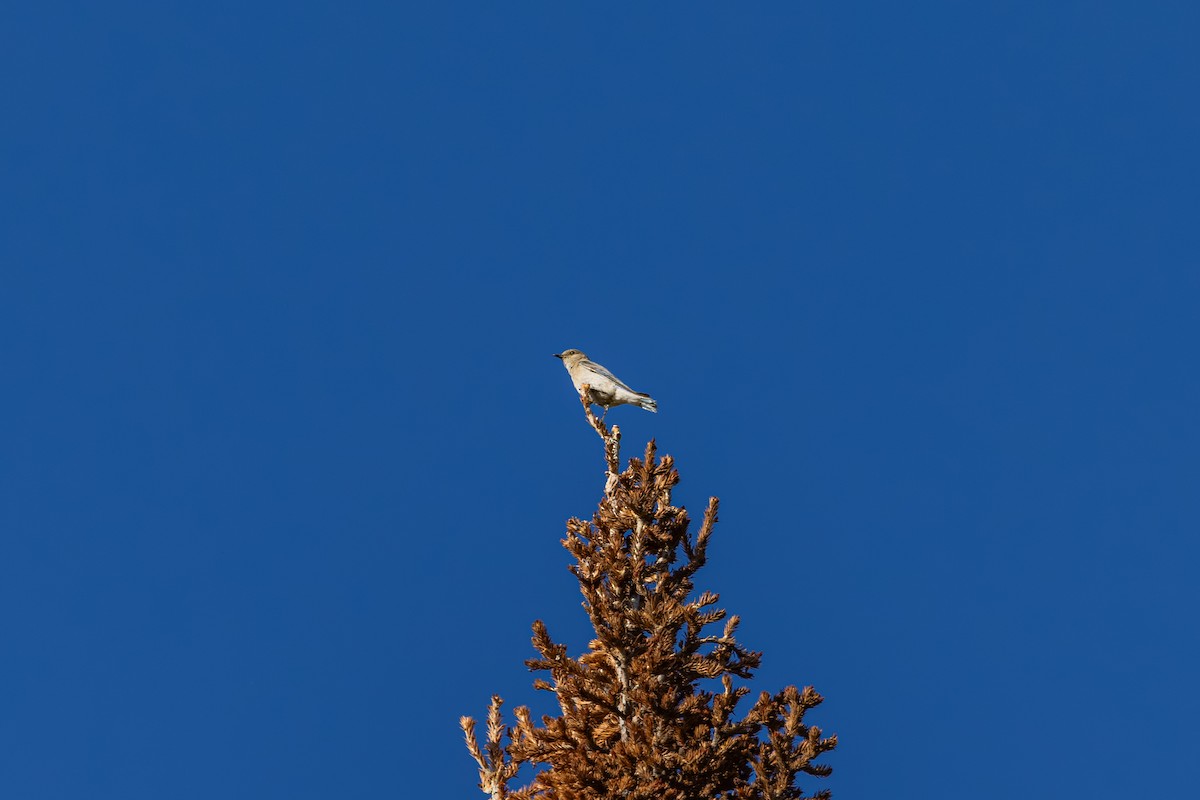 Mountain Bluebird - ML639799032