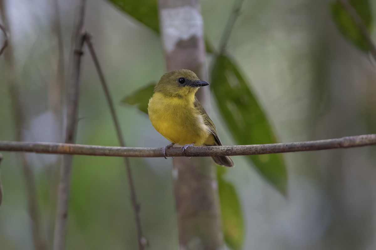 Bornean Whistler - ML639799033