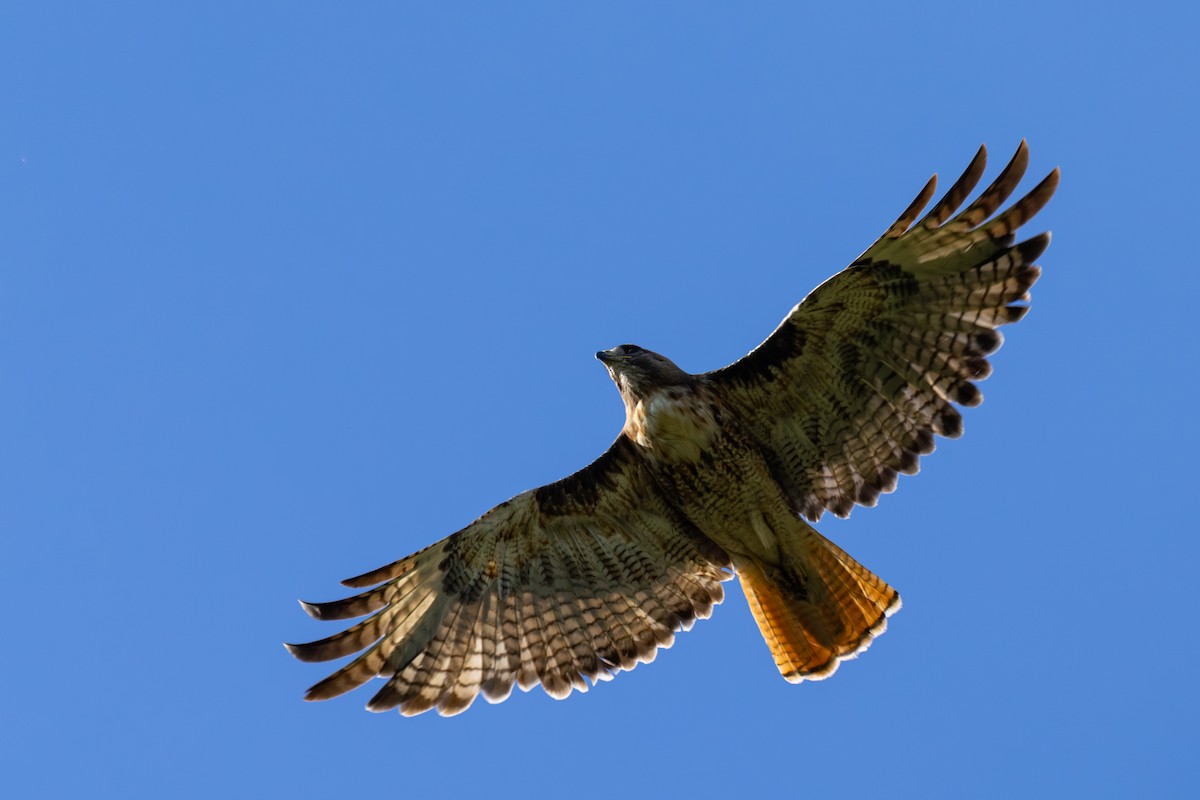 Red-tailed Hawk - ML639799034