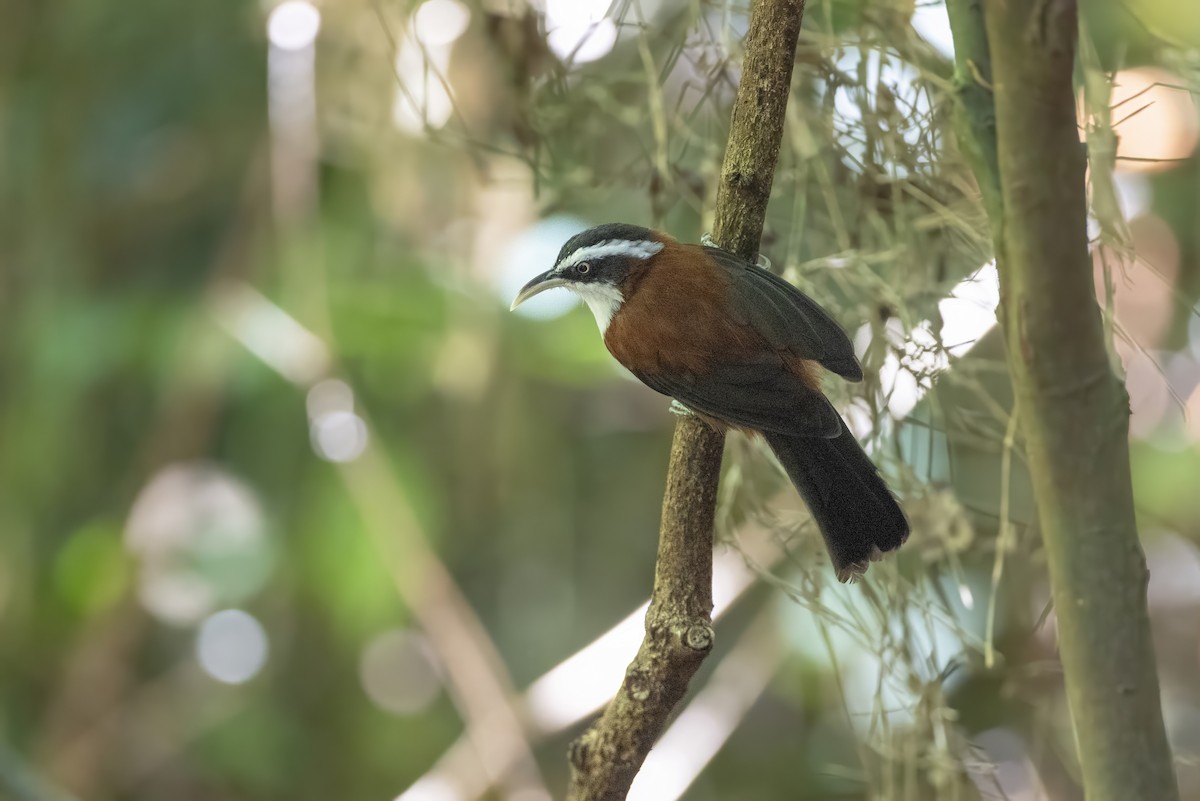 Sunda Scimitar-Babbler - ML639799043