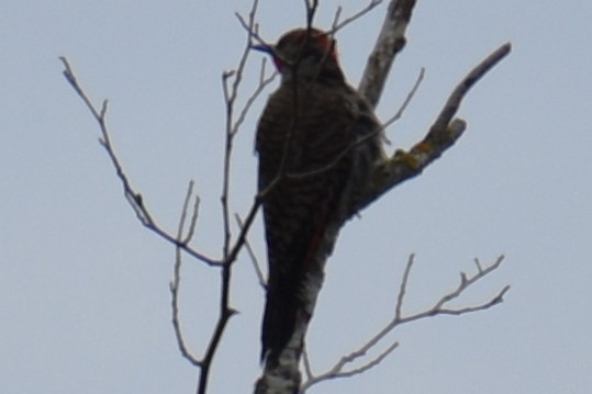 Northern Flicker (Yellow-shafted x Red-shafted) - ML639799059