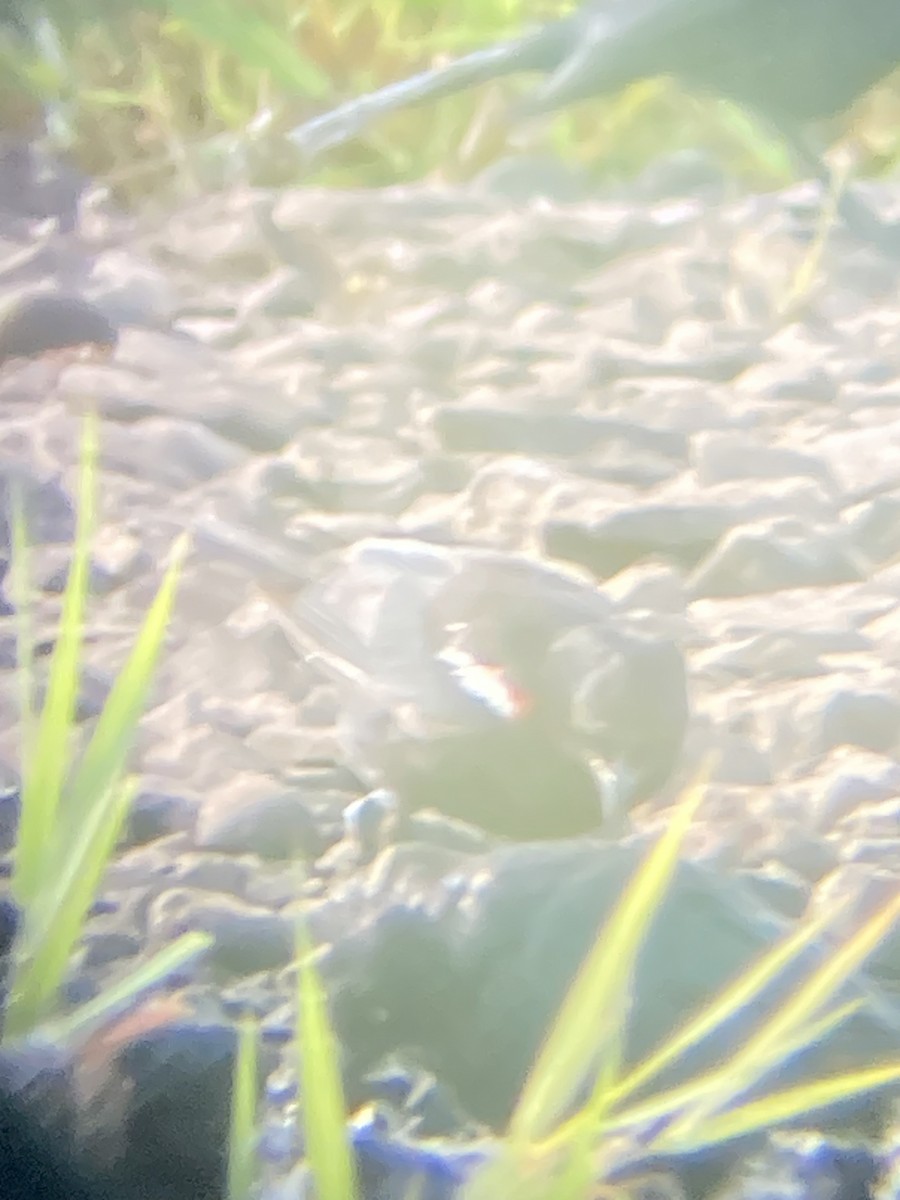 Tricolored Blackbird - ML639799061