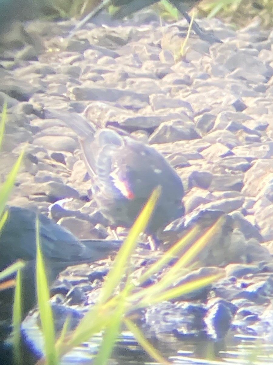 Tricolored Blackbird - ML639799062