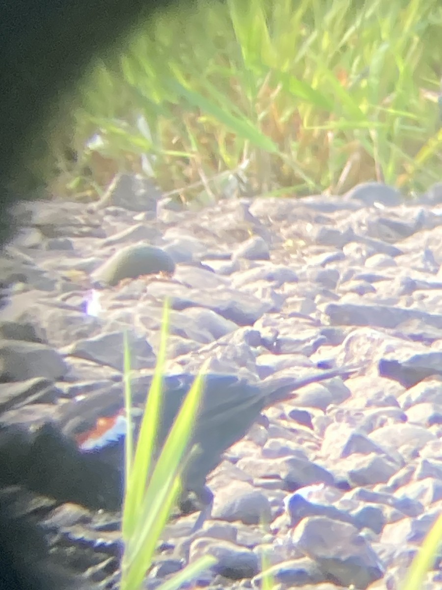 Tricolored Blackbird - ML639799063