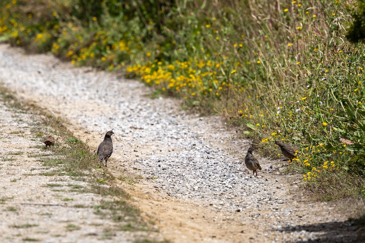 California Quail - ML639799127