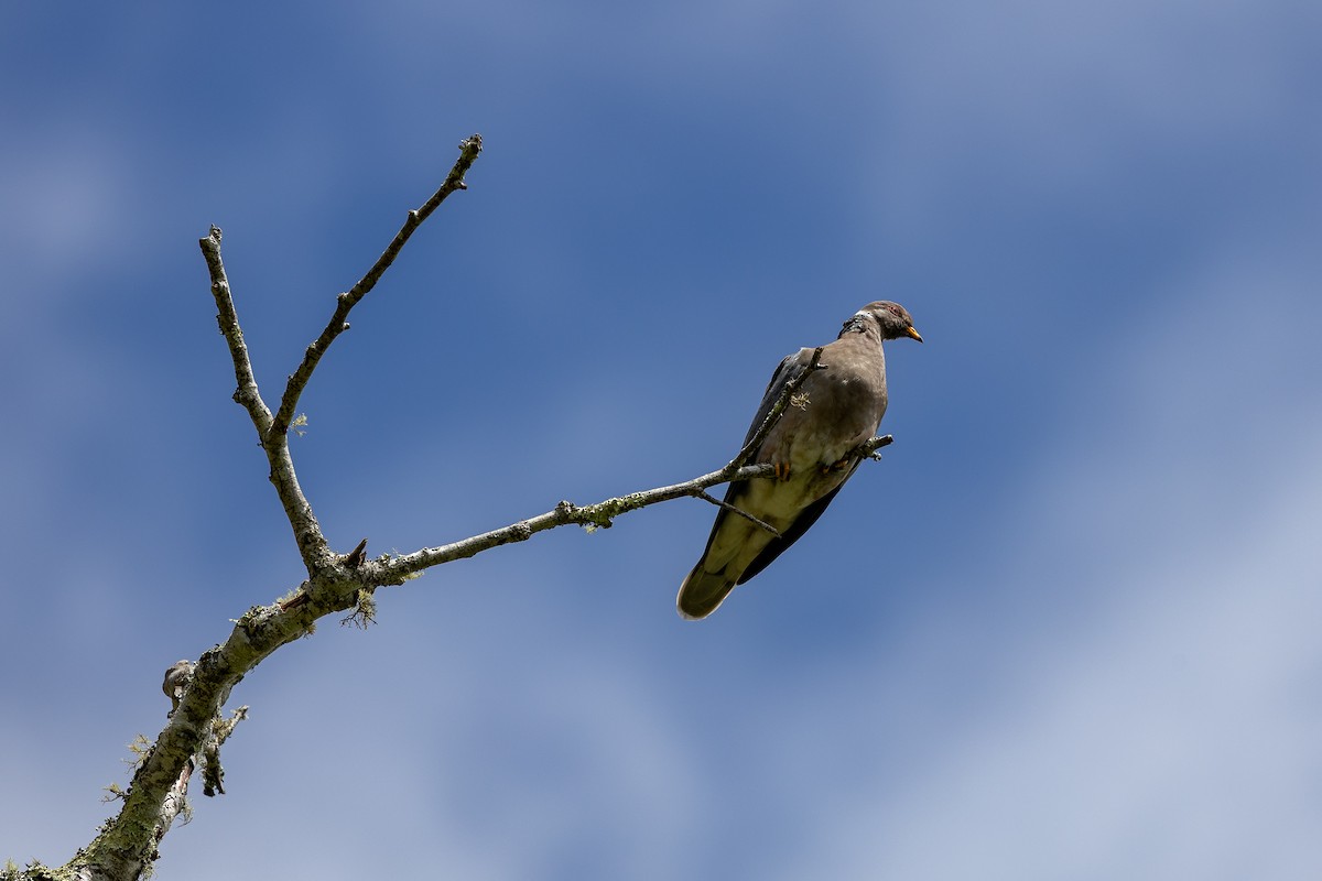 Band-tailed Pigeon - ML639799129