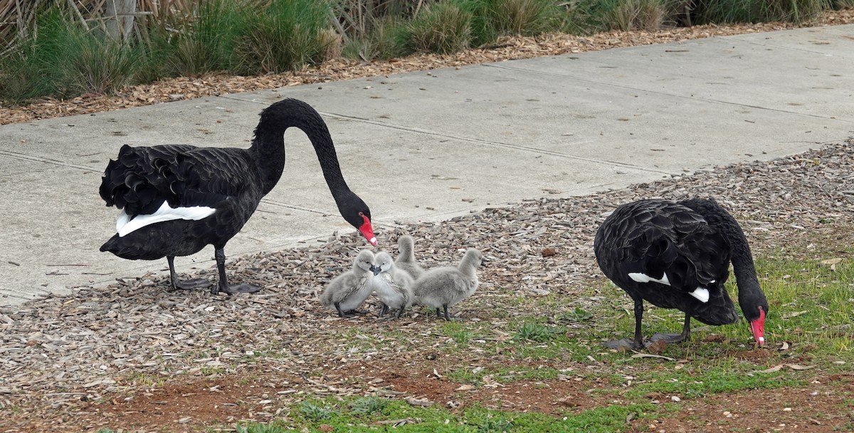 Cygne noir - ML639799148
