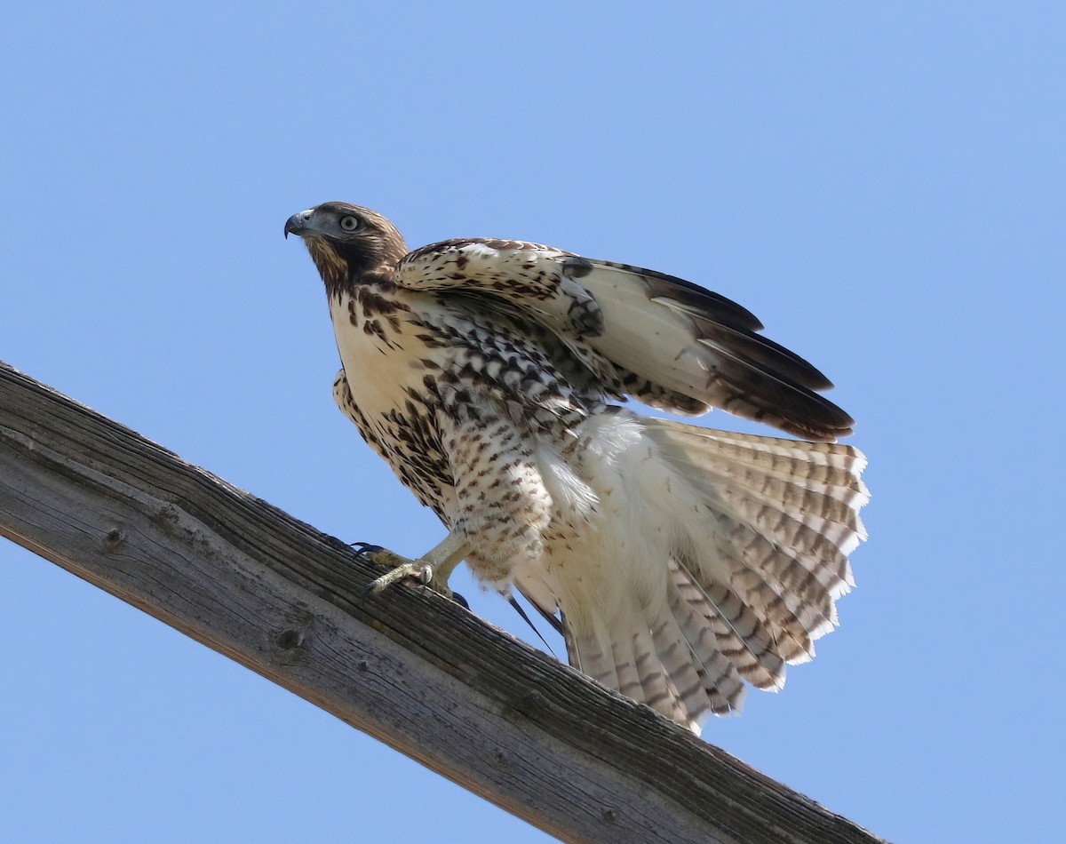 Red-tailed Hawk - ML639799153