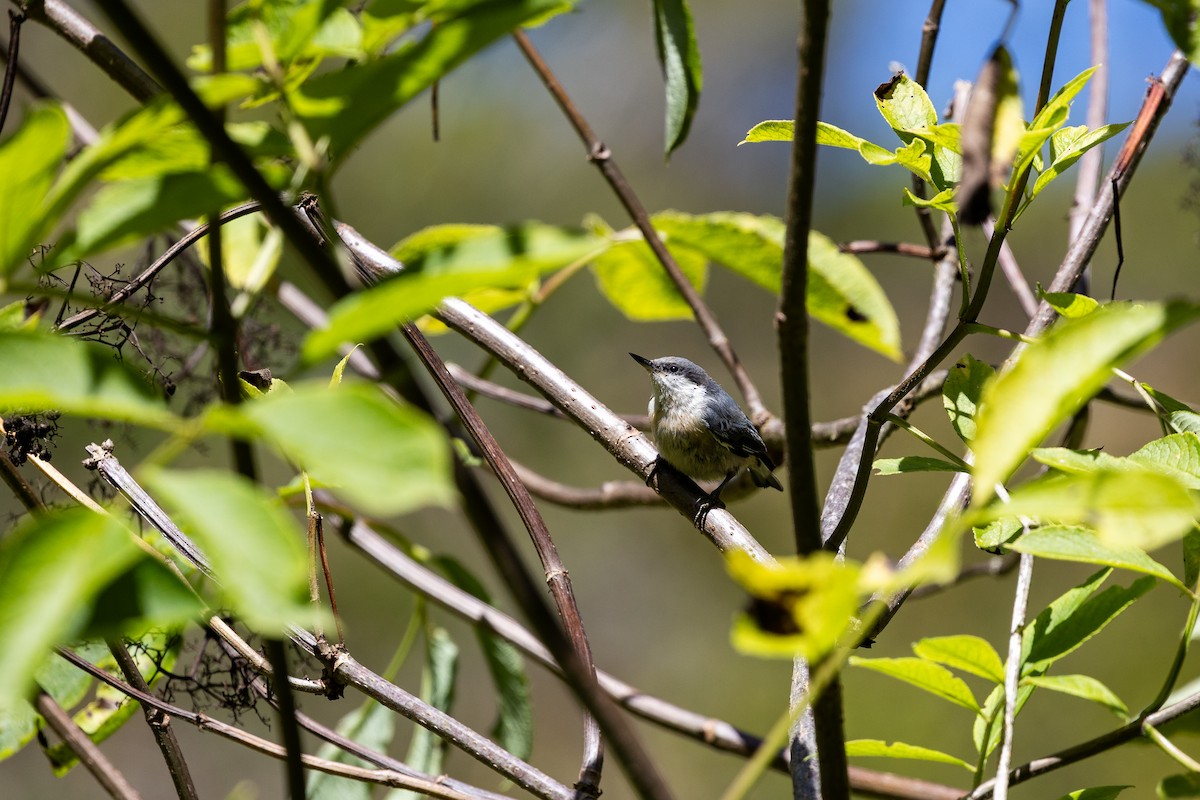 Pygmy Nuthatch - ML639799182