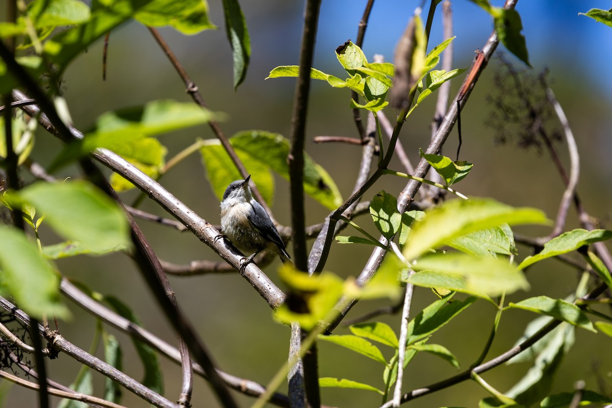 Pygmy Nuthatch - ML639799183