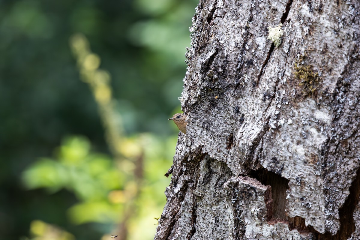 Pacific Wren - ML639799191