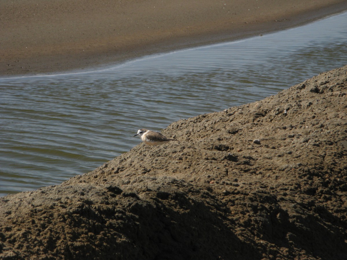 White-fronted Plover - ML639799193