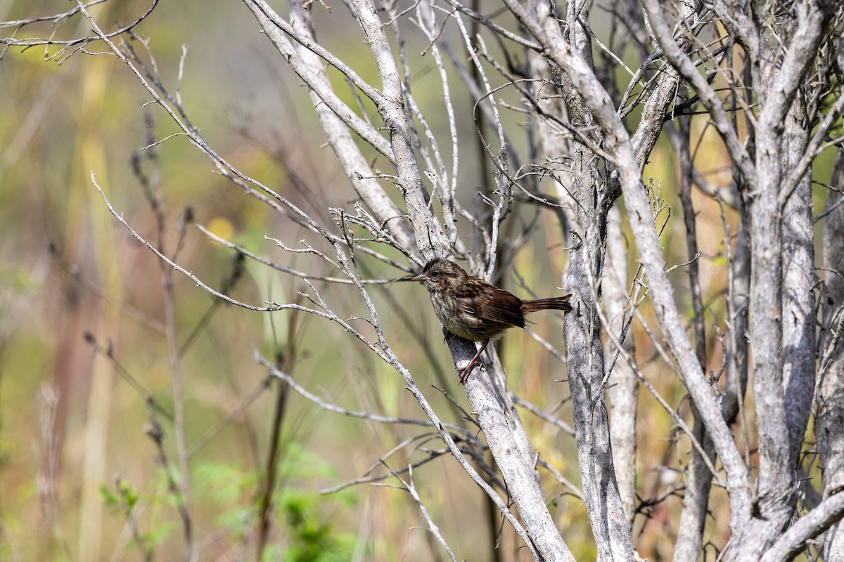 Song Sparrow - ML639799195