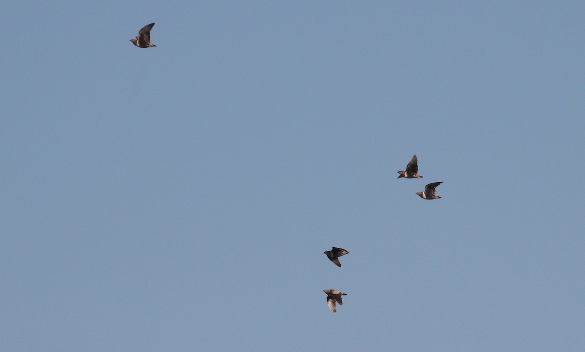 Black-faced Sandgrouse - ML63979921