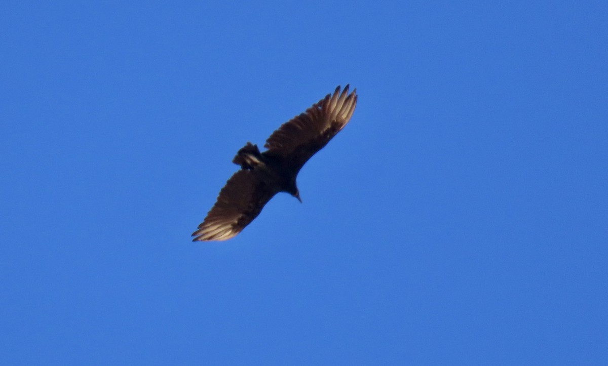 Black Vulture - ML639799285