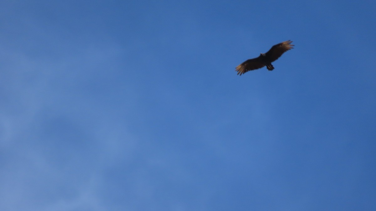 Black Vulture - ML639799287
