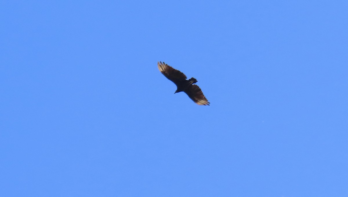 Black Vulture - ML639799291